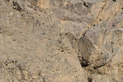 Athene cunicularia