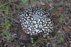 Calvatia cyathiformis