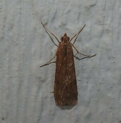 Nomophila nearctica
