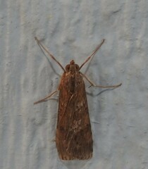 Nomophila nearctica