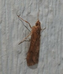 Nomophila nearctica