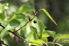 Celtis occidentalis