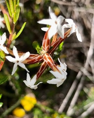 Lysinema
