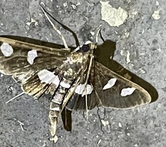 Desmia