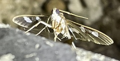 Desmia