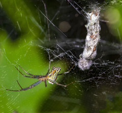 Mecynogea lemniscata