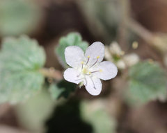 Phacelia longipes