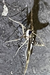 Desmia