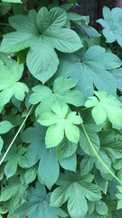 Humulus scandens