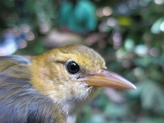 Ploceus sanctithomae