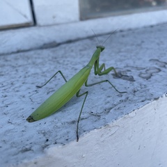 Mantidae
