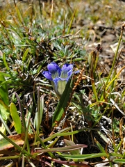 Gentiana