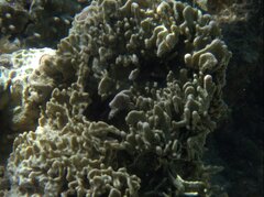 Lamellodysidea