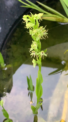Habenaria repens