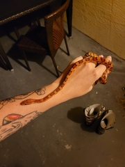 Pantherophis guttatus