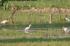 Platalea ajaja