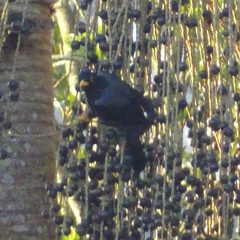 Turdus flavipes