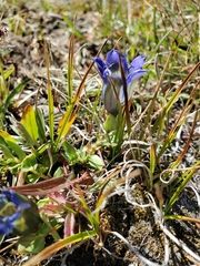Gentiana