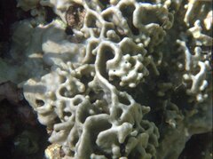 Lamellodysidea