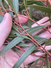Eucalyptus rigidula rigidula