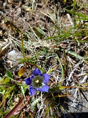 Gentiana