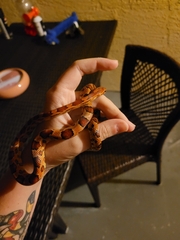 Pantherophis guttatus
