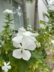 Catharanthus