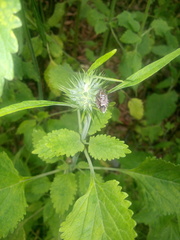 Agonoscelis puberula