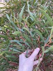 Eucalyptus rigidula rigidula