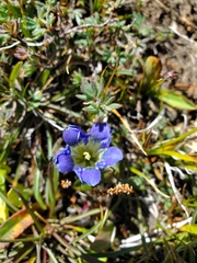 Gentiana