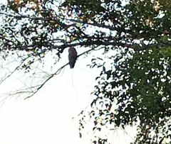 Strix uralensis
