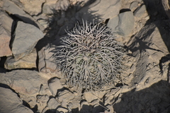 Melocactus peruvianus