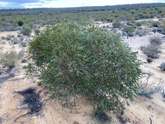 Eucalyptus rigidula rigidula