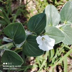 Evolvulus prostratus