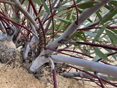 Eucalyptus rigidula rigidula