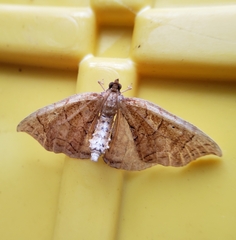 Eulithis diversilineata