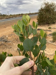 Codonocarpus cotinifolius
