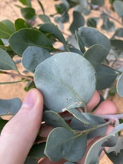 Codonocarpus cotinifolius