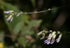 Amphicarpaea bracteata