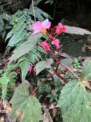 Begonia palmata