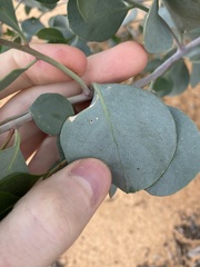 Codonocarpus cotinifolius