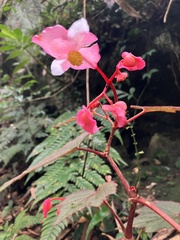Begonia palmata