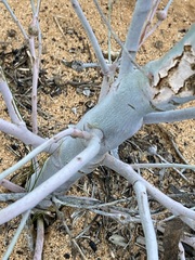 Codonocarpus cotinifolius