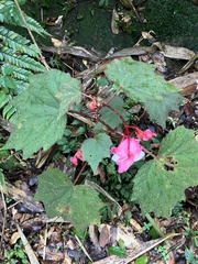 Begonia palmata