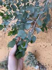 Codonocarpus cotinifolius
