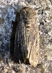 Spodoptera