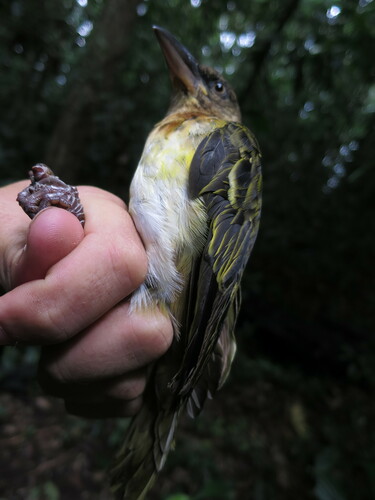 Giant Weaver (Ploceus grandis), photo 4