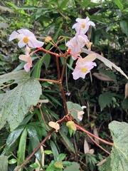 Begonia palmata