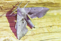 Amorpha juglandis