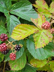 Rubus canadensis
